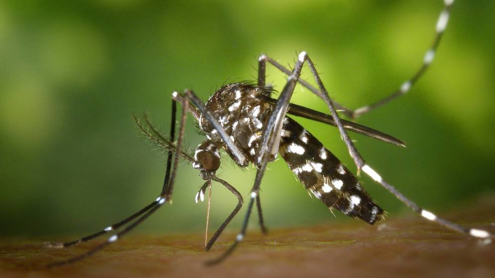 Pasó la lluvia: Recomendaciones para evitar la reproducción del mosquito Aedes aegypti